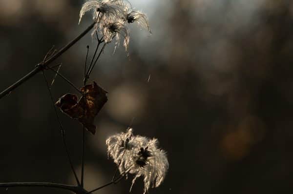 The Comprehensive Guide to Cultivating and Caring for Black Velvet Seeds