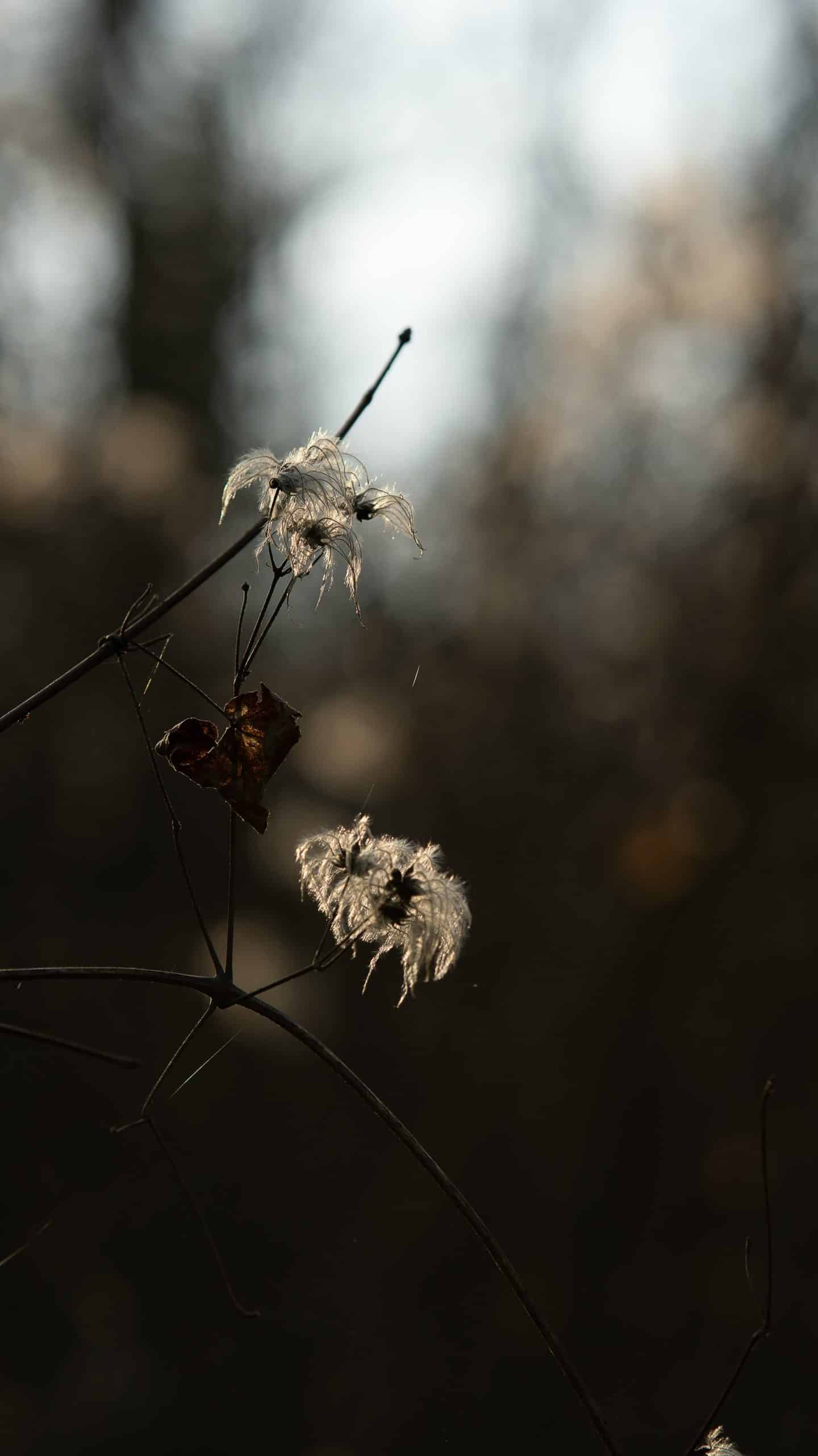 The Comprehensive Guide to Cultivating and Caring for Black Velvet Seeds