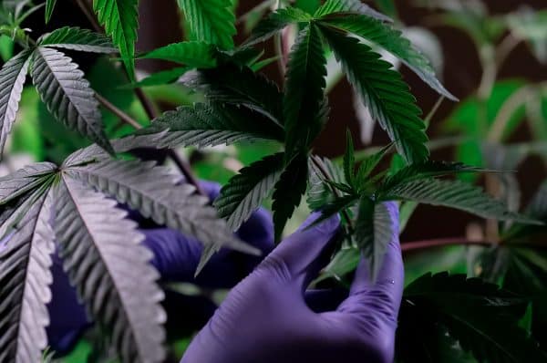 Cannabis Cultivation: Common Mistakes and How to Avoid Them