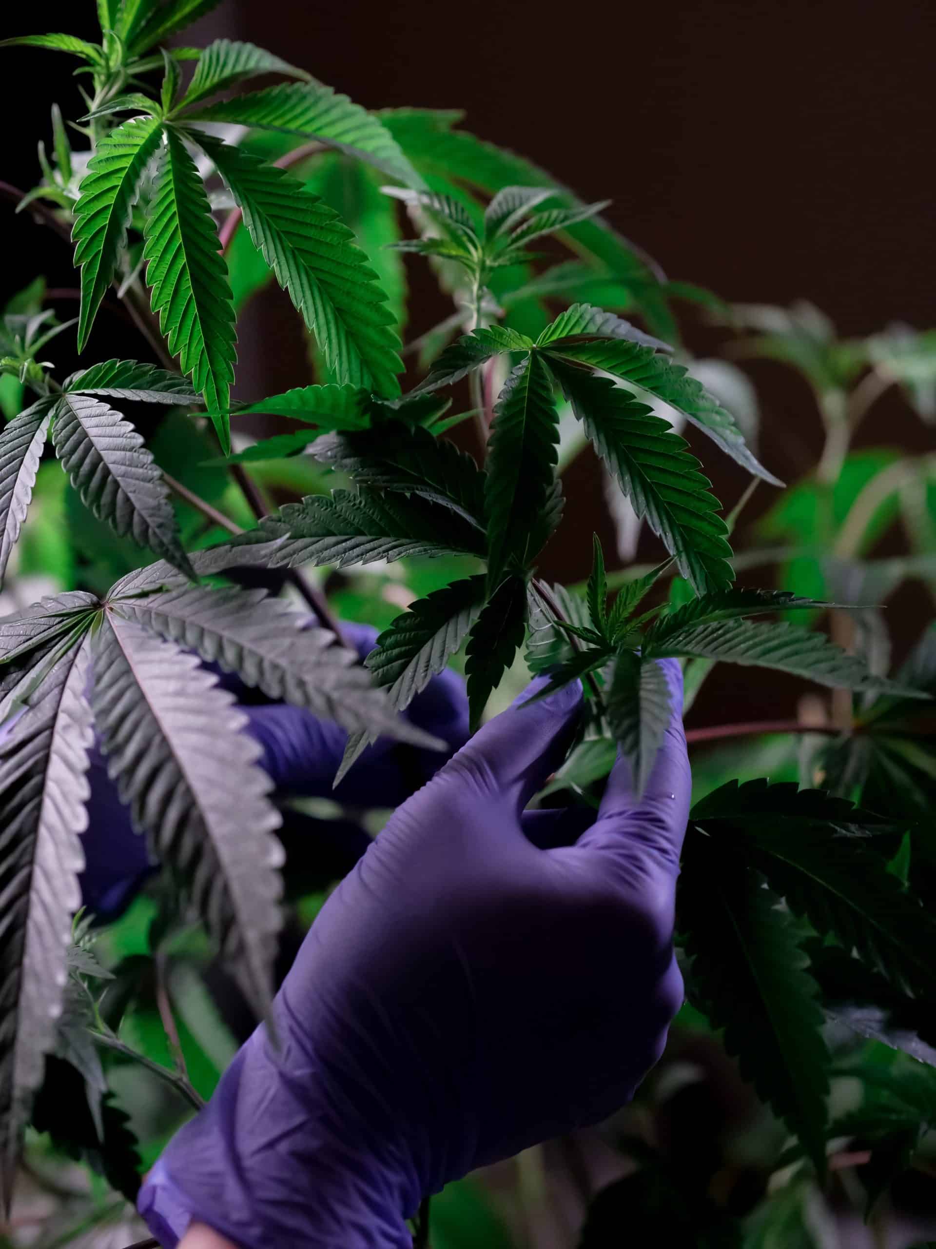 Cannabis Cultivation: Common Mistakes and How to Avoid Them