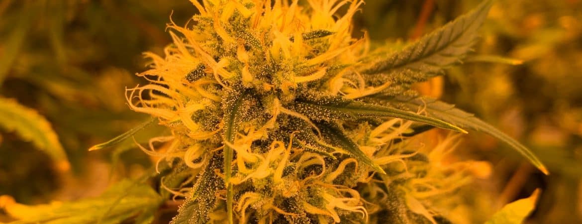 Navigating Cannabis Cultivation From Seed Purchase to Harvest