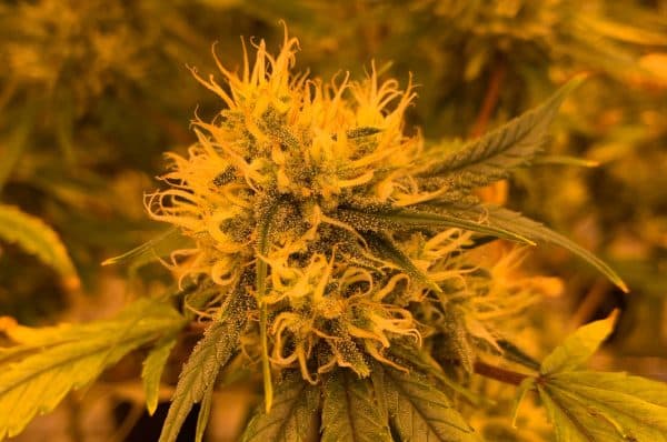 Navigating Cannabis Cultivation From Seed Purchase to Harvest