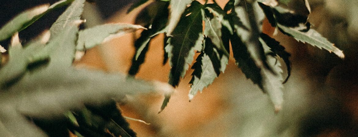 Terpenes in Cannabis: Aromas, Flavors, and Health Benefits